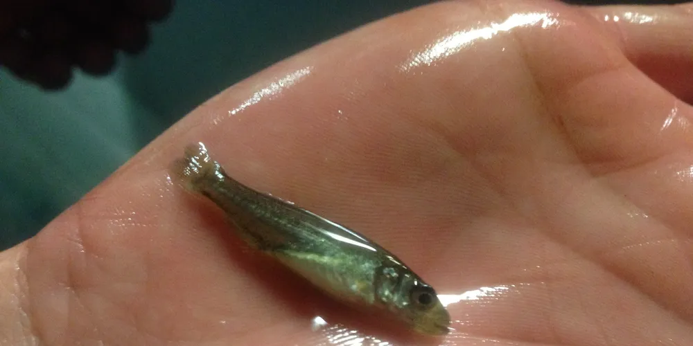 Seabass juvenile. Photo: GMG