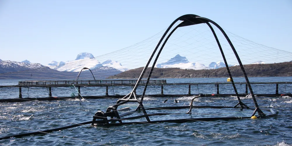 (Foto: Marine Harvest)