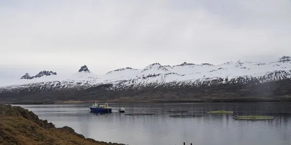 Icelandic salmon farm, Norwegian investors bank on 'quick' growth