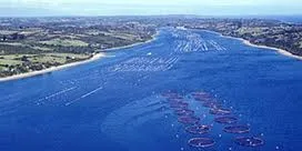 AquaChile growing debt on 'positive' investments