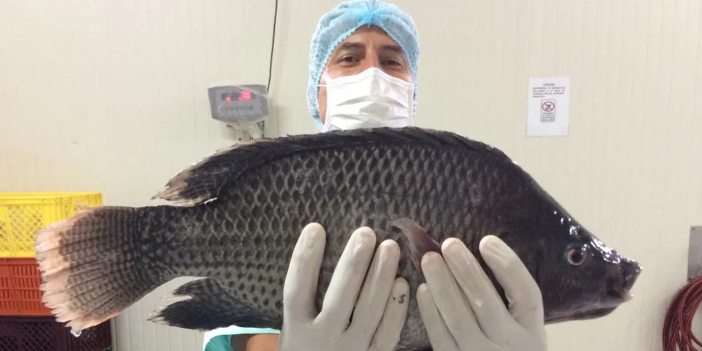 Latin America poised to take bite out of tilapia market