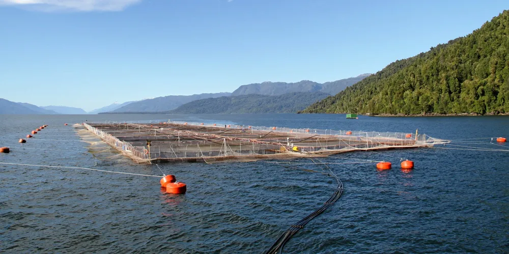 Chile's Aysen region has been hit by low oxygen levels and harmful algal blooms (HAB), fisheries and aquaculture service Sernapesca reported.