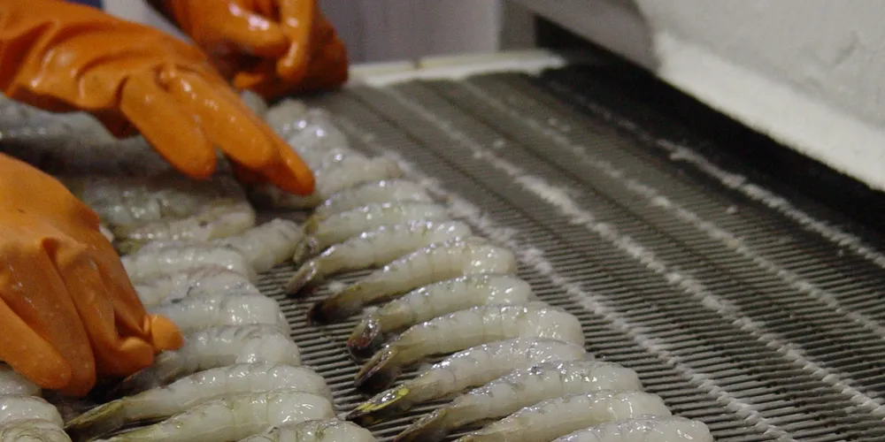 India's shrimp exports to US boom in Q1