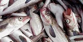 Trident partners with Russian pollock producer