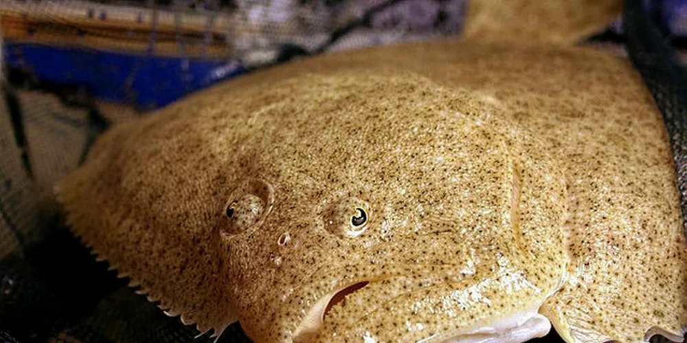 Higher farmed turbot, sole prices strengthen Stolt's Q1