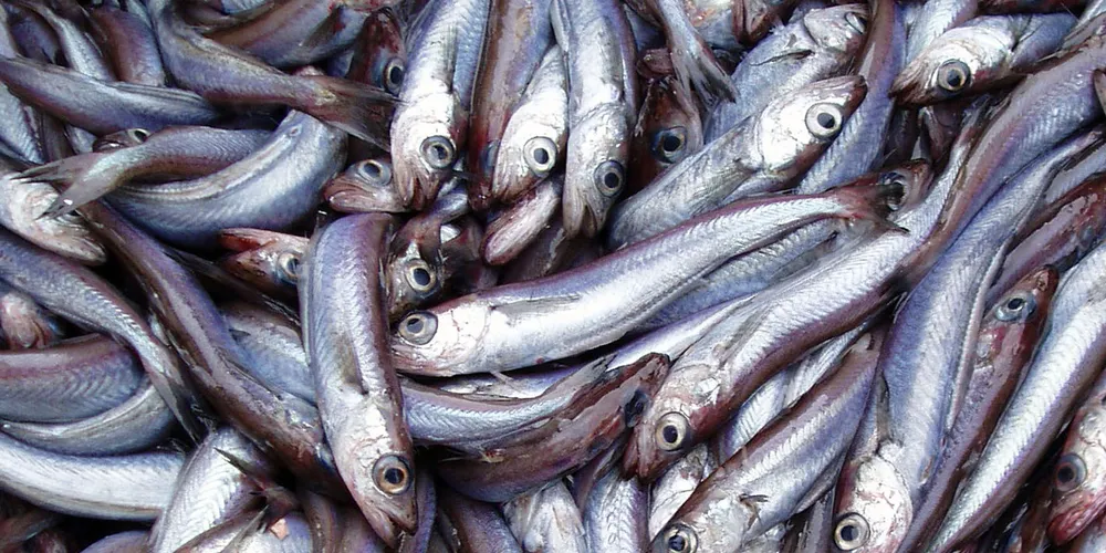 Blue whiting giants upbeat about 2017 market