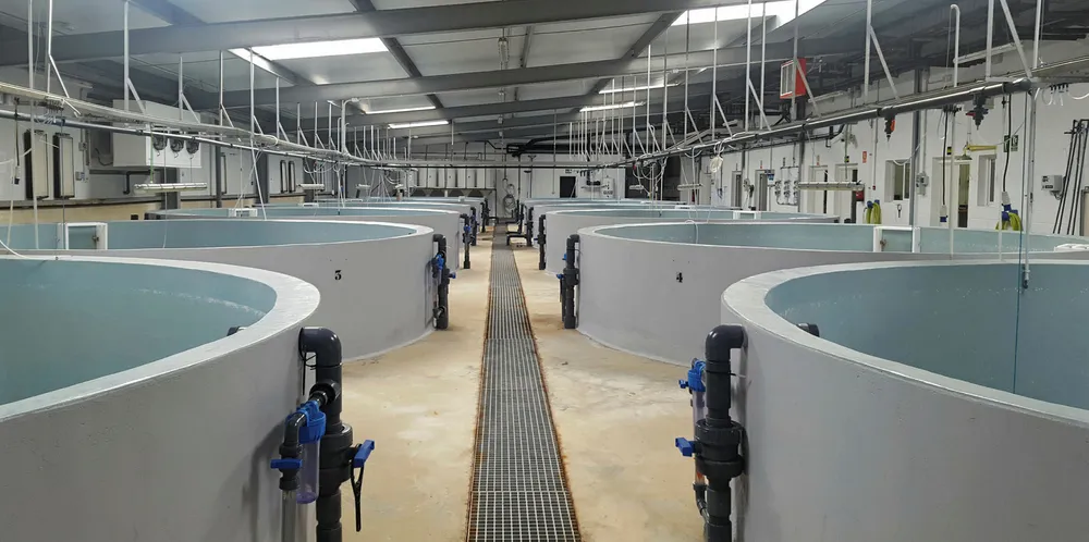 Futuna Blue's hatchery and RAS facilities.
