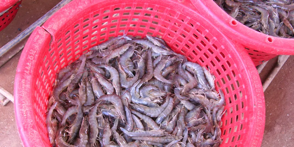 Freshly harvested vannamei