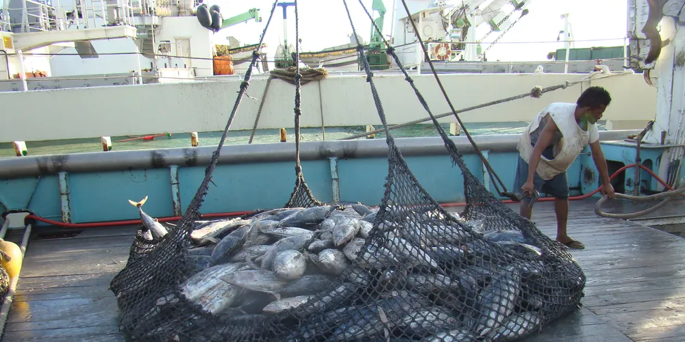 Consolidation opportunities sparse in the tuna sector