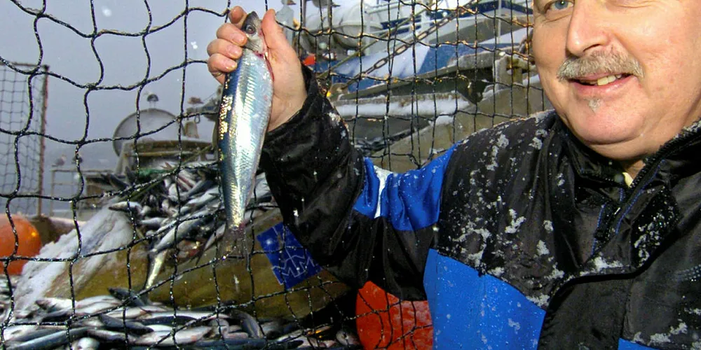 KJØPER SILD: Fabrikksjef Rune Hoddevik på Pelagia Liavåg er aktiv kjøper av NVG-sild fra gytefeltene for tiden.