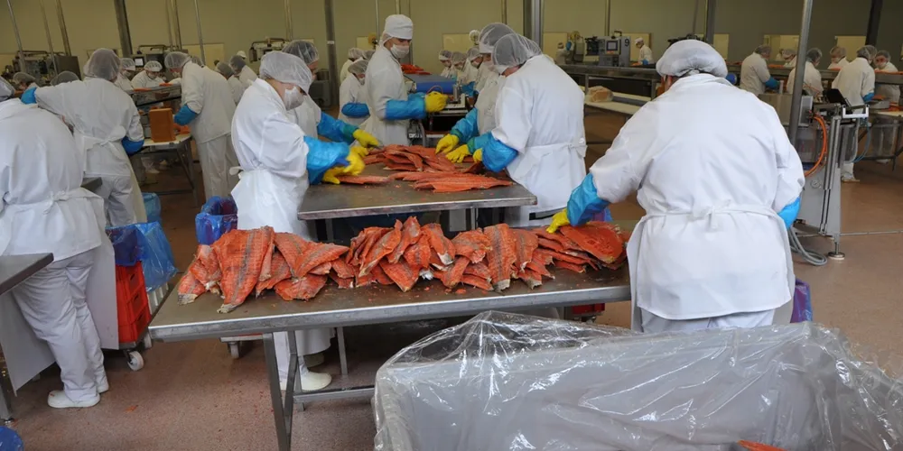 Salmon processors struggle, consolidators rejoice