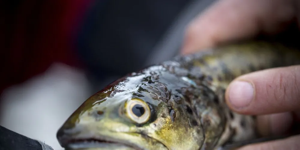 Overvåkingen av lakselus i mai og juni viser et høyere lusepåslag på laksesmolt og sjøørret. Ill.foto: Eivind Senneset