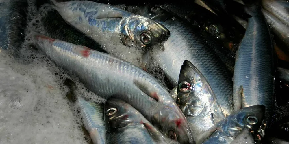 Flere fartøy i kystflåten har kurset vest i havet for å fiske på silda som tar seg god tid inn til kysten.Foto: Geir Bjørn Nilsen