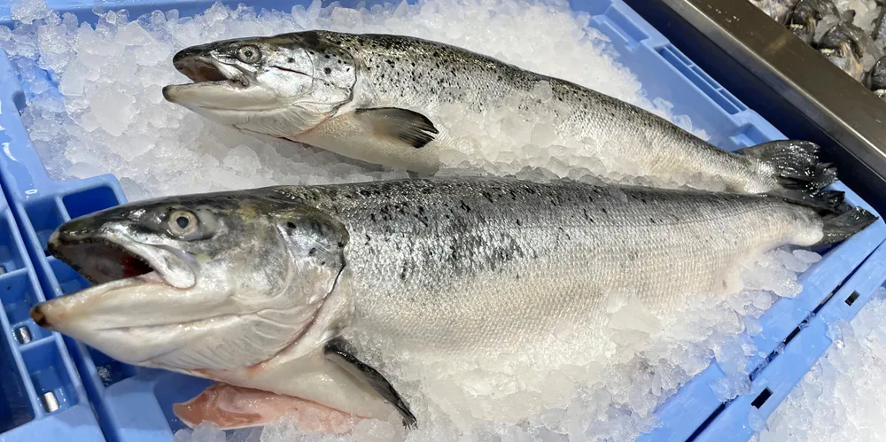 Norwegian salmon prices have fluctuated over recent weeks.