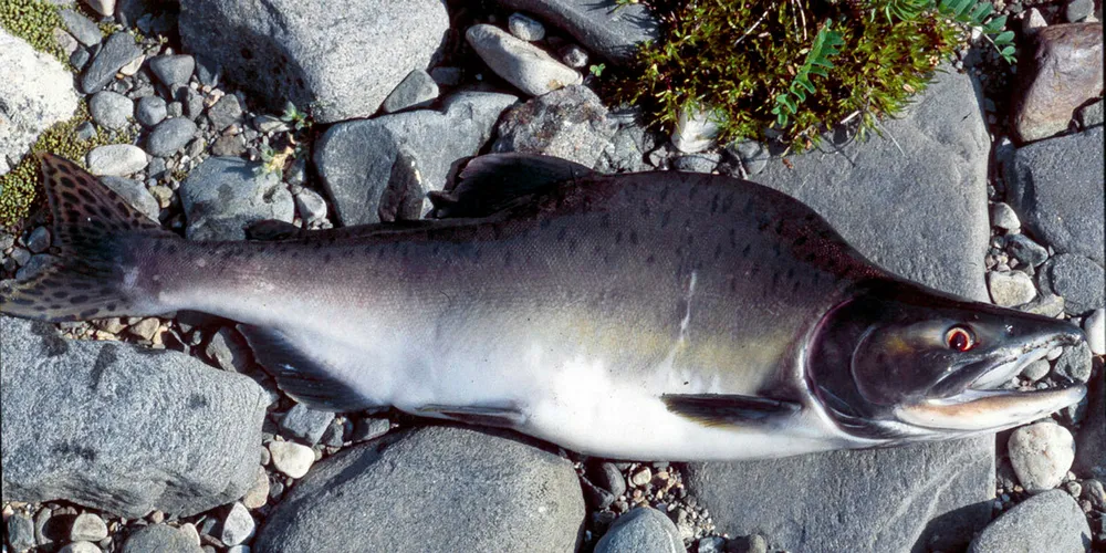 Pukkellaks sommeren 2017. Kjønnsmoden hannfisk har en pukkelliknende forhøyning på fremre del av ryggen, derav navnet pukkellaks. Foto: Eva B. Thorstad/ NINA