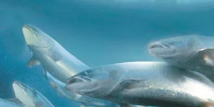 Grieg: Partnership, educated media improving salmon farming image in Canada