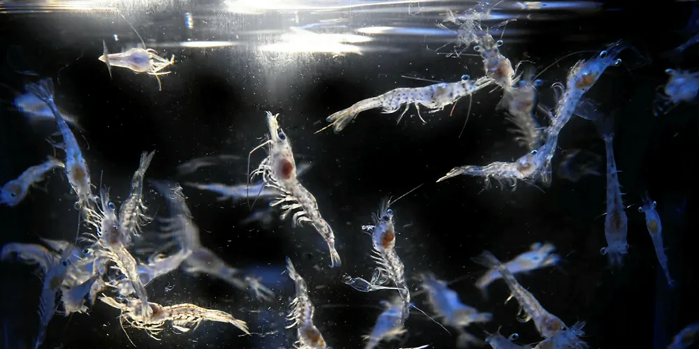 Shrimp post-larvae.