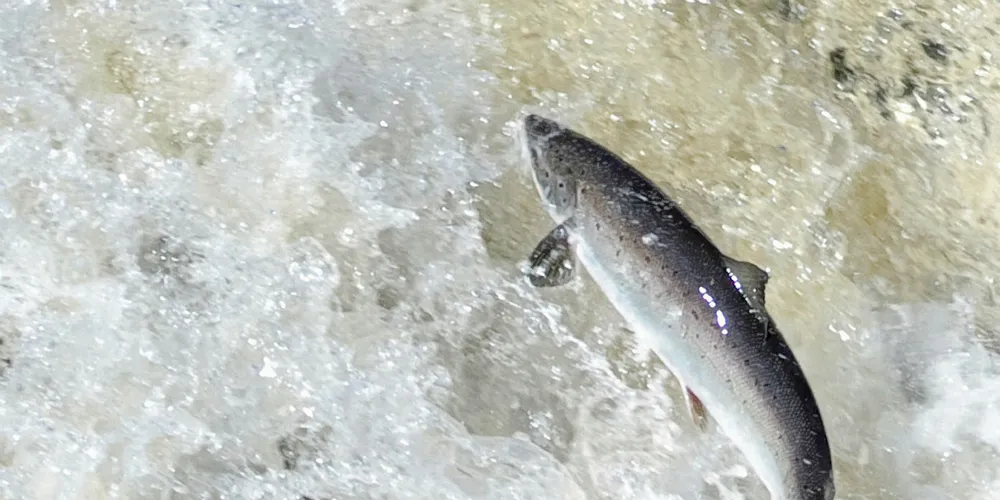 Officials are evaluating possible penalties for the escaped fish.