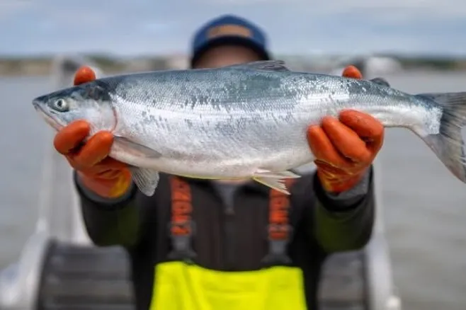 The Bristol Bay sockeye salmon season is starting to wind down.