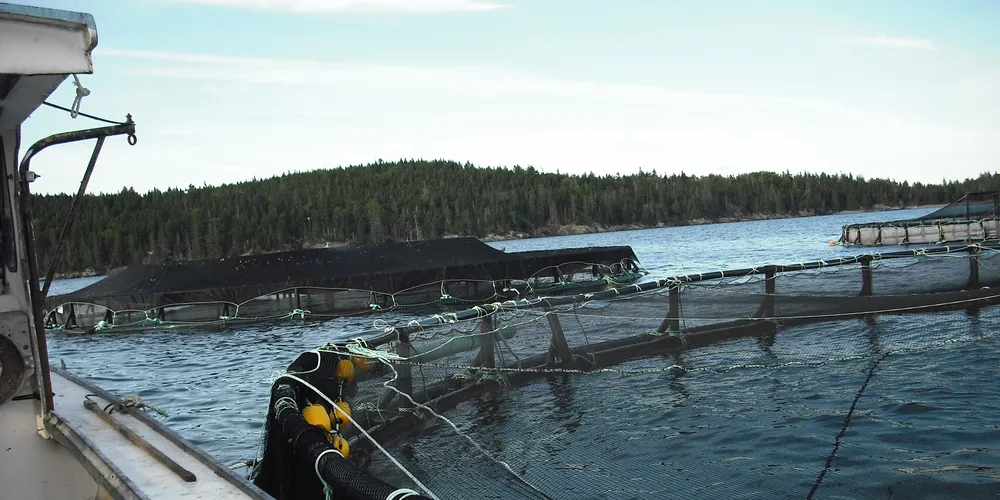 Dutch fund readies four more aquaculture investments before summer