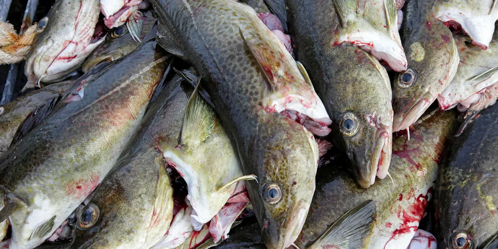 North Sea Cod.