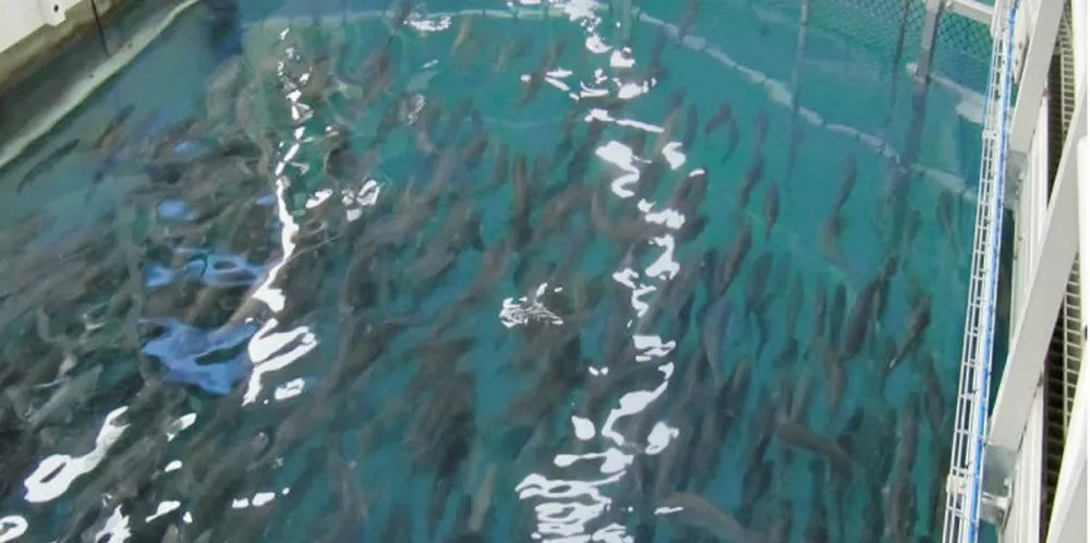 Aquabanq, US land-based salmon producers