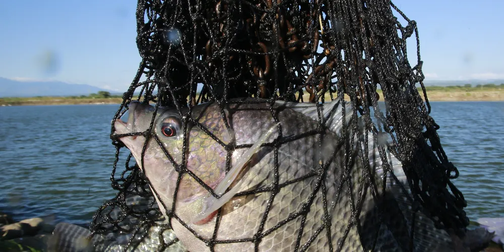 Contagious disease hits tilapia farmers on three continents