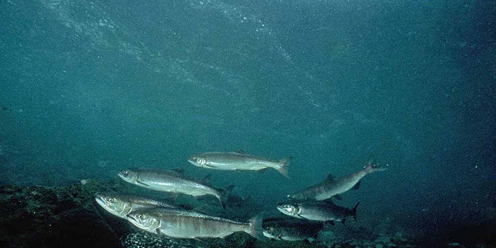 Russian wild salmon prices skyrocket on lower catches, export demand
