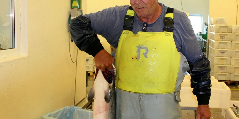 FOR LITE: Fiskere i Mandal, her representert med Svein Lund, har fått noen gode laksefangster, men sjølaksefisket ved Mandal har totalt sett gitt for lite.
