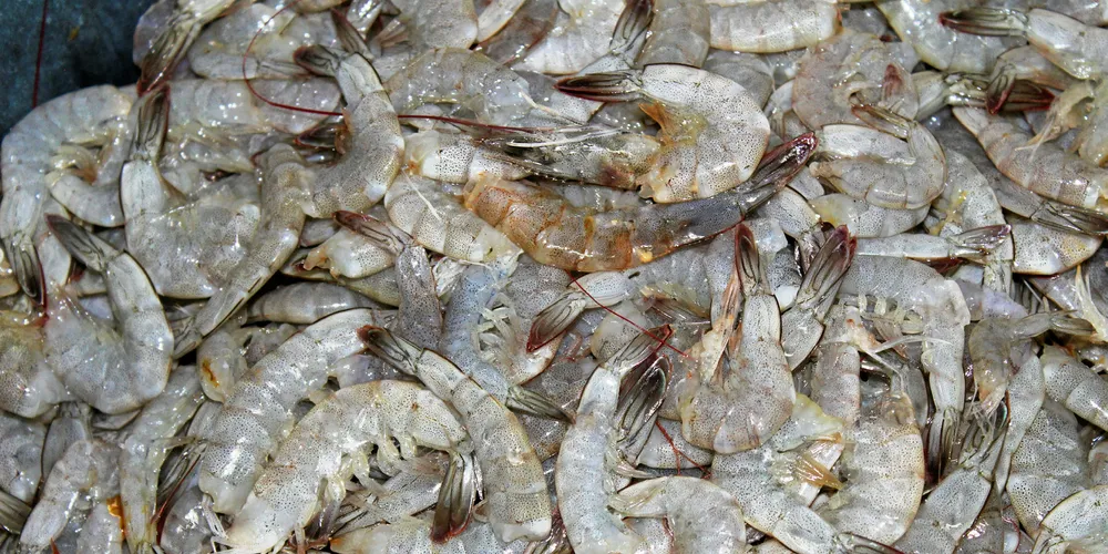 Week in Review: Shrimp M&amp;A, fishmeal markets, North Pacific fishing boom