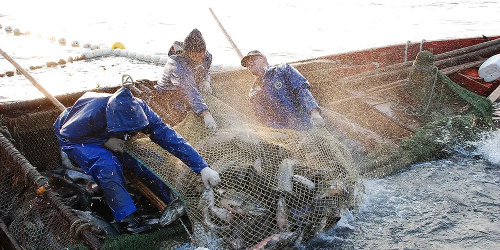 Russia's fish, seafood production hits 3.2 million tons