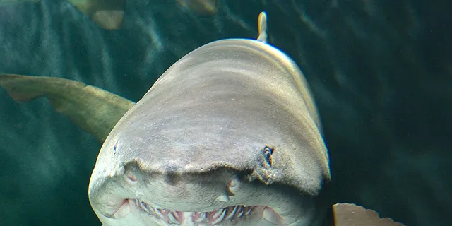 Sand Tiger Shark at National Aquarium.