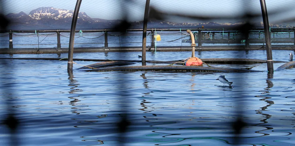 Forskere fra Havforskningsinstitittet er nå på feltarbeid i Nord-Norge i forbindelse med forskningsprosjektet SalCod (se faktaboks nederst i saken).