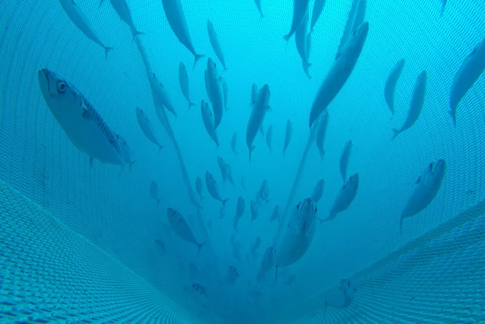 I dag må fiskere ofte vente til fisken er om bord i båten før de får oversikt over størrelsen.