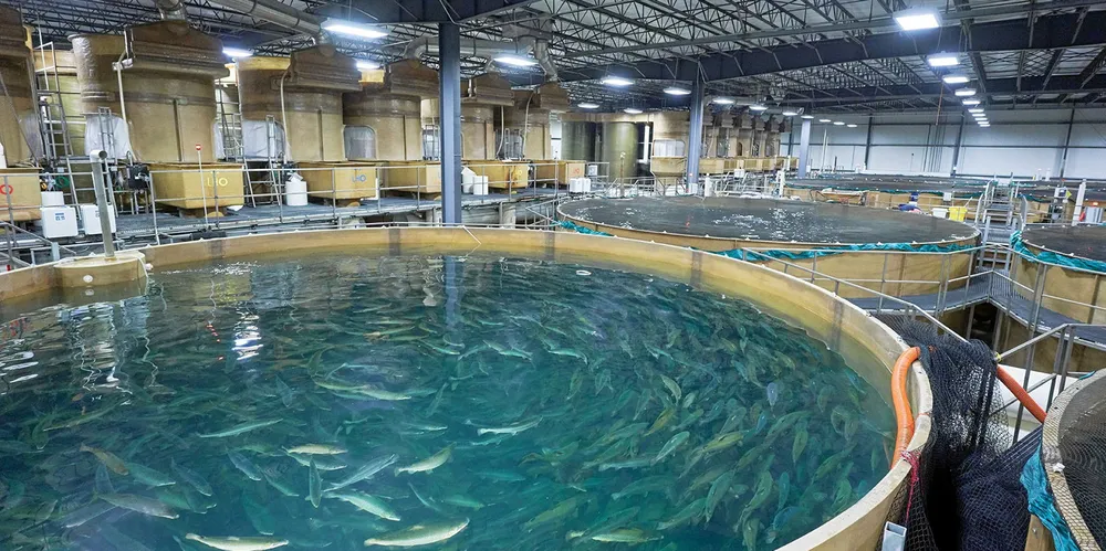 The farm, which is projected to produce 10,000 metric tons of farmed salmon in a land-based recirculating aquaculture facility, was originally estimated to cost around $200 million.
