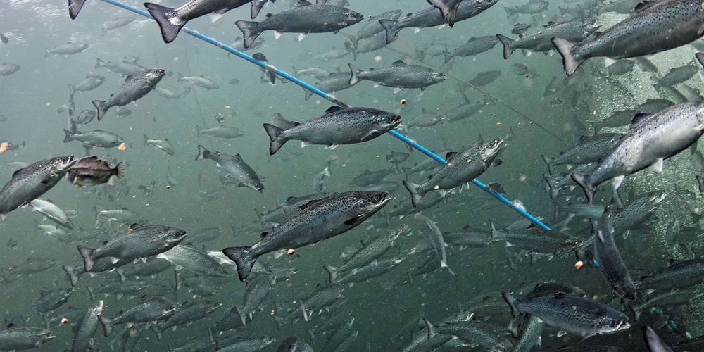 ALGER TAR KNEKKEN PÅ LAKS: En hittil uidentifisert algeart innvaderer fjorder i Nordland og Troms og tar knekken på oppdrettslaks. Fire oppdrettere er berørt.