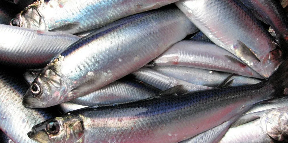 Nordsjøsild er en pelagisk stimfisk som finnes i Nordsjøen, Skagerrak og Kattegat.