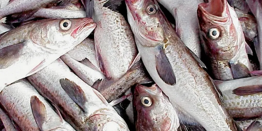 Russia’s Far Eastern Nakhodka Active Marine Fishery Base (NBAMR) is one of the country’s top five fishing quota holders.