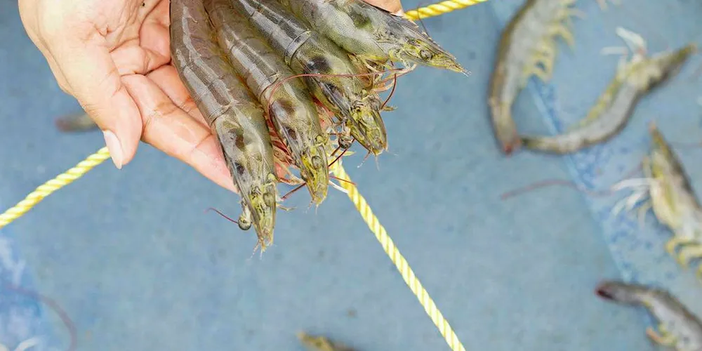 Homegrown: New shrimp on the block.