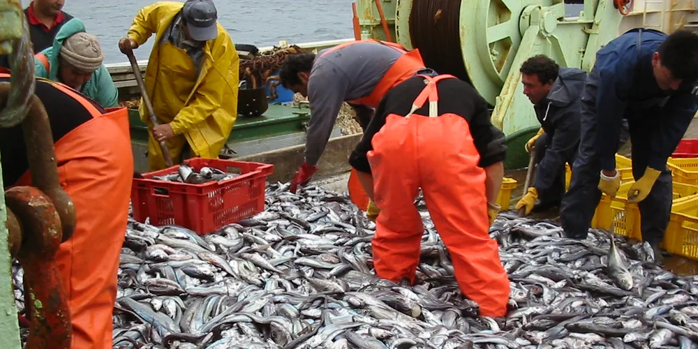 Chilean hake: From crisis to comeback?