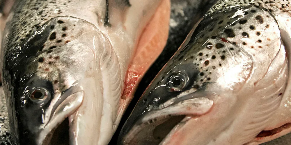 INGEN LAKS: Åre kommune i Sverige vil ikke la barn spise norsk oppdrettslaks og begrunner dette med at det er helsefarlige stoffer i fôret til fisken.