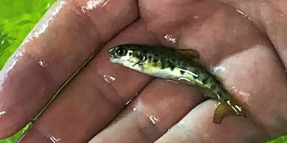 Atlantic Sapphire salmon parr.