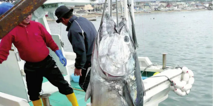 Inside Japan's still-thriving fisheries sector