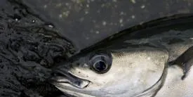 Alaska pollock quota revised downward