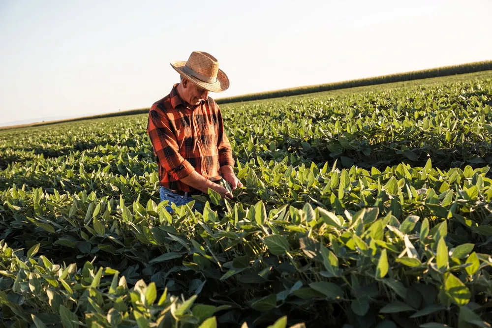 The European Commission’s decision allows the import of GM soybean for food and feed, but does not permit the product to be cultivated within the European Union.