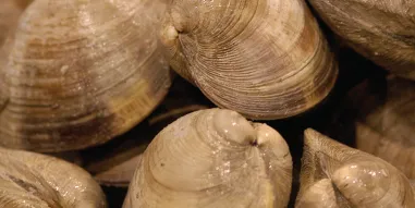 Clams - Top Quality Seafood & Shellfish LLC