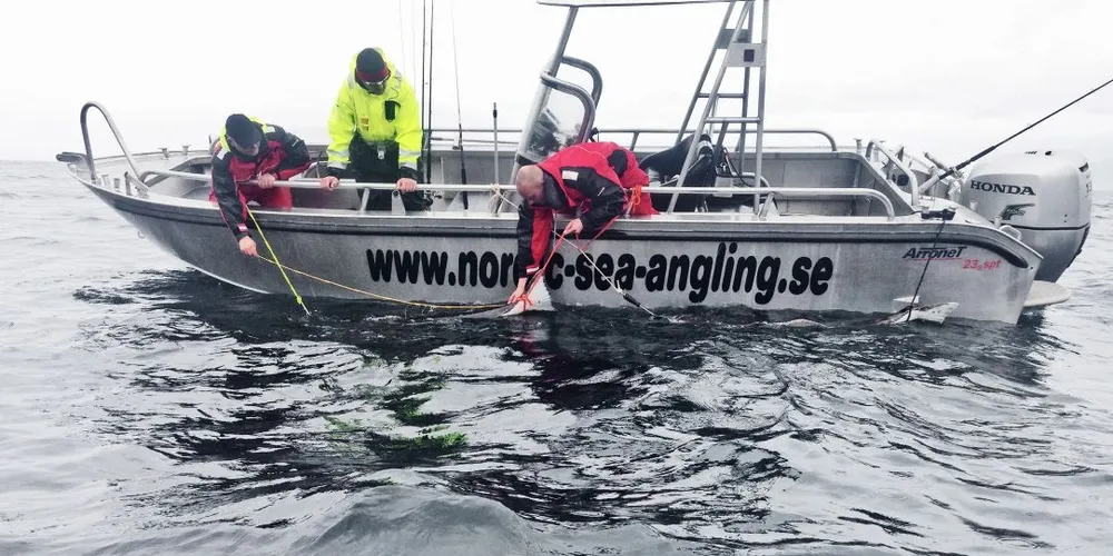 Edmar Schaug-Pettersen tok bilder av troféfiskene som turistfiskerne fanget og satte store «håbrankroker» gjennom hodene på, før de målte storfiskene. Foto: Edmar Schaug-Pettersen