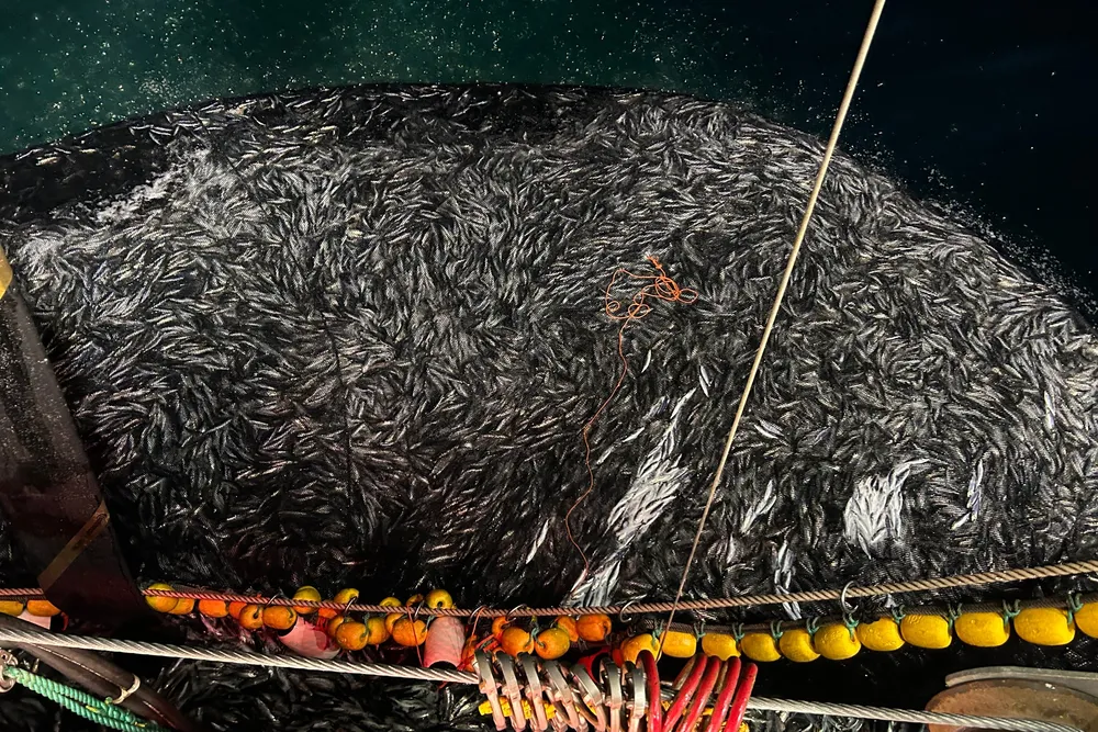Fiskebåt be forrige uke om dispensasjon fra fjordlinjeforbudet i Kvænangen, Sørøya og Stjernsundet. Nå har de også bedt om å tillate fiske innenfor fjordlinjene i Loppa og Hasvik. Bildet er tatt etter at fjordlinjene ble åpnet for to år siden.