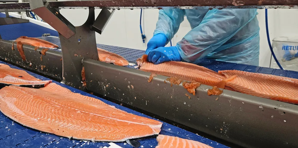 Filetfabrikken as i Nittedal kan foredle rundt 10.000 tonn råstoff per år. Filet