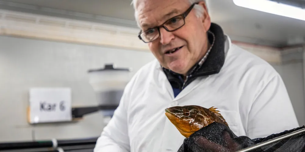 Det var jubel hos Skjerneset fisk da gründer Geir Ketil Otterlei og resten av teamet lyktes med oppdrett av berggylte. Dermed kan firmaet ta et stort steg videre etter å ha bygget seg opp på befruktede egg fra rognkjeks de siste årene.